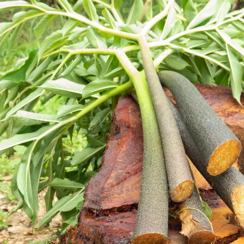 Glucomannan from Konjac root